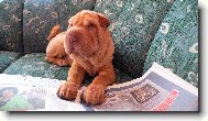Shar-Pei