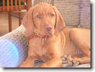 R�vidsz�r� Magyar Vizsla, Hungarian Short-haired Pointing Dog