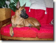 Belgian shepherd malinois \(Dog standard\)
