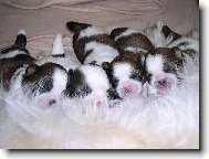 �icu, Shih-Tzu