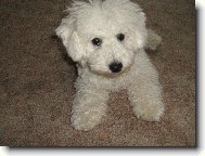 Bichon � poil fris�, Bichon Frise