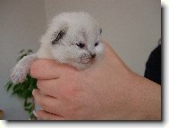 Neva cat, Neva Masquarade