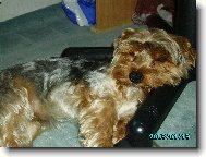 Jork��rsk� terier, Yorkshire Terrier,