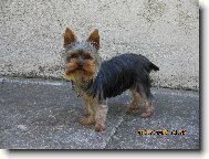Jork��rsk� terier, Yorkshire Terrier,