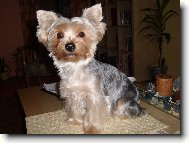 Jork��rsk� terier, Yorkshire Terrier,