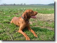 R�vidsz�r� Magyar Vizsla, Hungarian Short-haired Pointing Dog