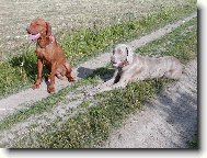 R�vidsz�r� Magyar Vizsla, Hungarian Short-haired Pointing Dog