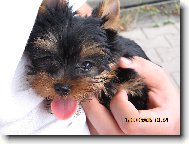 Jork��rsk� terier, Yorkshire Terrier,