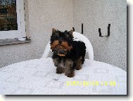 Jork��rsk� terier, Yorkshire Terrier,