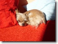 Jork��rsk� terier, Yorkshire Terrier,