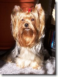 Jork��rsk� terier, Yorkshire Terrier,