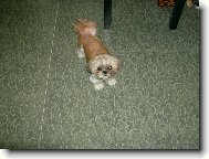 �icu, Shih-Tzu