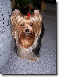 Jork��rsk� terier, Yorkshire Terrier,