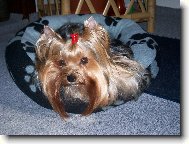 Jork��rsk� terier, Yorkshire Terrier,