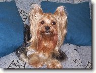 Jork��rsk� terier, Yorkshire Terrier,
