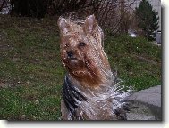 Jork��rsk� terier, Yorkshire Terrier,