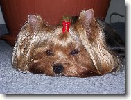 Jork��rsk� terier, Yorkshire Terrier,