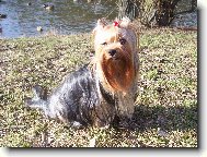 Jork��rsk� terier, Yorkshire Terrier,