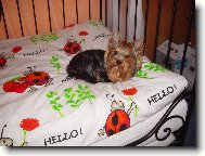 Jork��rsk� terier, Yorkshire Terrier,