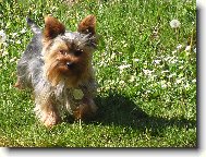 Jork��rsk� terier, Yorkshire Terrier,