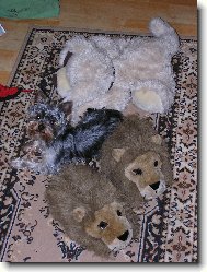 Jork��rsk� terier, Yorkshire Terrier,
