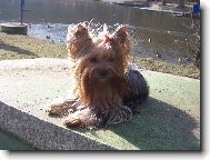 Jork��rsk� terier, Yorkshire Terrier,