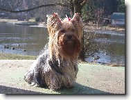 Jork��rsk� terier, Yorkshire Terrier,