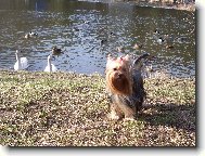 Jork��rsk� terier, Yorkshire Terrier,