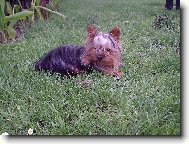 Jork��rsk� terier, Yorkshire Terrier,