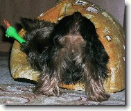 Jork��rsk� terier, Yorkshire Terrier,