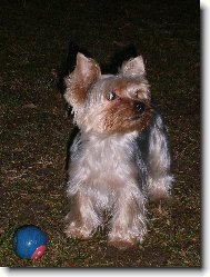 Jork��rsk� terier, Yorkshire Terrier,