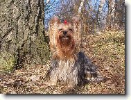 Jork��rsk� terier, Yorkshire Terrier,