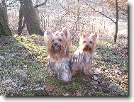 Jork��rsk� terier, Yorkshire Terrier,