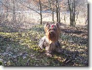 Jork��rsk� terier, Yorkshire Terrier,