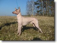 Perro Sin Pelo del Per�