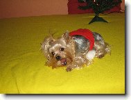 Jork��rsk� terier, Yorkshire Terrier,