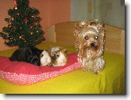 Jork��rsk� terier, Yorkshire Terrier,