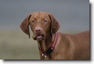 R�vidsz�r� Magyar Vizsla, Hungarian Short-haired Pointing Dog