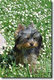 Jork��rsk� terier, Yorkshire Terrier,