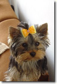 Jork��rsk� terier, Yorkshire Terrier,