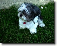 �icu, Shih-Tzu