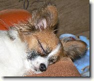 Continental Toy Spaniel