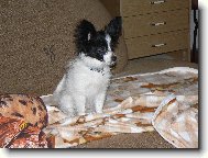 Continental Toy Spaniel