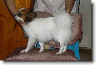 Continental Toy Spaniel