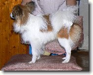 Continental Toy Spaniel