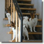 Continental Toy Spaniel