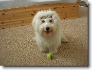 Coton de Tulear