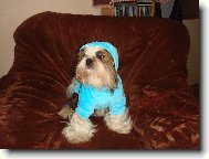 �icu, Shih-Tzu
