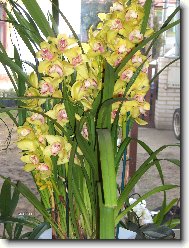 Cymbidium orchid