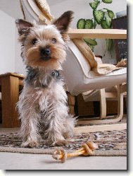 Jork��rsk� terier, Yorkshire Terrier,